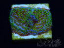 WYSIWYG Montipora ultraman