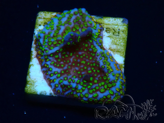 WYSIWYG Montipora tuberculosaultraman 11B4