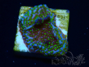 WYSIWYG Montipora Ultraman