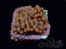 WYSIWYG JF Montipora Altered Ego 11B6