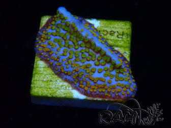 WYSIWYG Montipora Rainbow