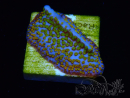 WYSIWYG Montipora Rainbow