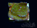 WYSIWYG Montipora Rainbow