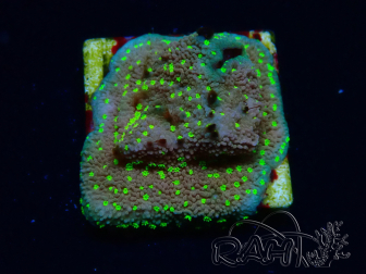 WYSIWYG Montipora Habanero