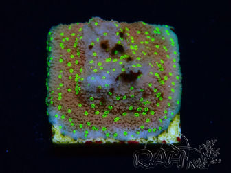 WYSIWYG Montipora Habanero