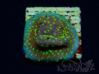 WYSIWYG Montipora Habanero 11C7