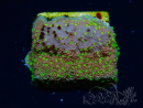 WYSIWYG Montipora Habanero 11C8