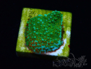 WYSIWYG Montipora Chili Pepper