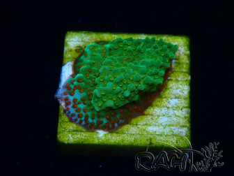 WYSIWYG Montipora Chili Pepper