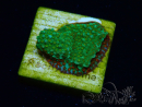 WYSIWYG Montipora Chili Pepper