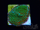 WYSIWYG Montipora Chili Pepper