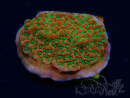 WYSIWYG RAH Montipora Phoenix evolution