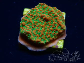 WYSIWYG RAH Montipora Phoenix evolution 11D6