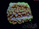 WYSIWYG Montipora Crazy T