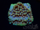 WYSIWYG Montipora Crazy T 11E2