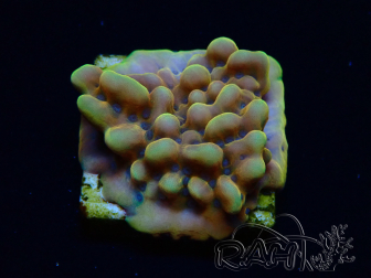 WYSIWYG Montipora Crazy T