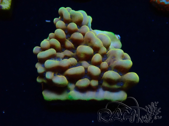 WYSIWYG Montipora Crazy T