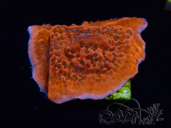 WYSIWYG WWC Montipora Dragon Fruit 11E6