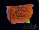 WYSIWYG WWC Montipora Dragon Fruit 11E6