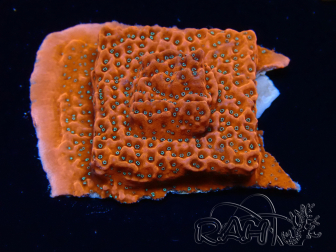 WYSIWYG WWC Montipora Dragon Fruit