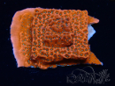 WYSIWYG WWC Montipora Dragon Fruit