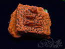 WYSIWYG WWC Montipora Dragon Fruit