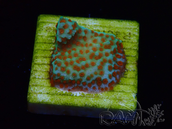 WYSIWYG RAH Montipora Reverse Sunset 11F3