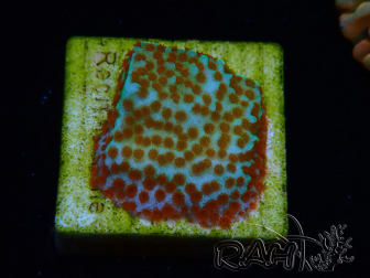 WYSIWYG RAH Montipora Reverse Sunset
