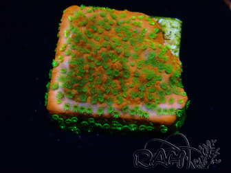 WYSIWYG Montipora Sunset
