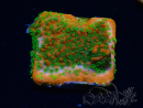WYSIWYG Montipora Sunset