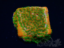 WYSIWYG Montipora Sonnenuntergang