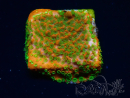 WYSIWYG Montipora Sunset