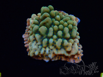 WYSIWYG JF Montipora Brain Freeze 11G1