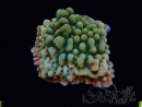 WYSIWYG JF Montipora Brain Freeze
