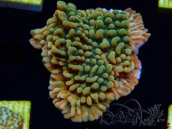WYSIWYG JF Montipora Brain Freeze