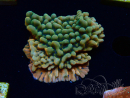 WYSIWYG JF Montipora Brain Freeze