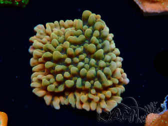 WYSIWYG JF Montipora Brain Freeze