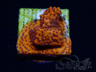 WYSIWYG RAH Montipora Mystic Sunset