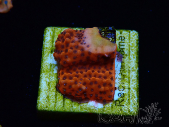 WYSIWYG RAH Montipora Mystic Sunset
