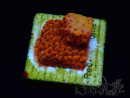 WYSIWYG RAH Montipora Mystic Sunset