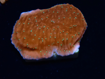 WYSIWYG SK Snow Montipora plateau