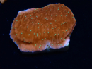WYSIWYG SK Snow Montipora plate