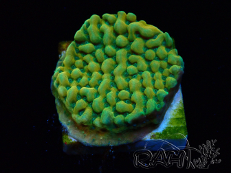 WYSIWYG JF Beach Bum Montipora
