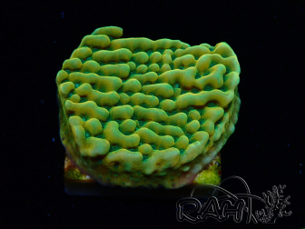 WYSIWYG JF Beach Bum Montipora