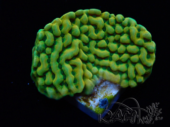 WYSIWYG JF Beach Bum Montipora