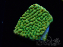 WYSIWYG JF Beach Bum Montipora 11I8