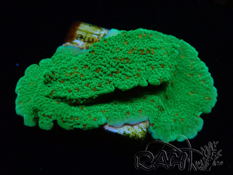 WYSIWYG Montipora Season Greetings