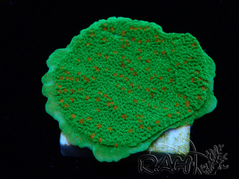 WYSIWYG Montipora Season Greetings