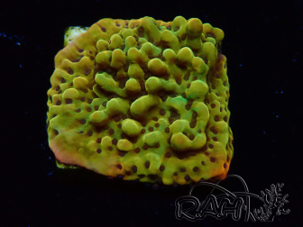 WYSIWYG RAH Montipora Passion Fruit