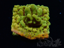 WYSIWYG RAH Montipora Passion Fruit